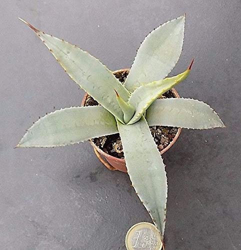Portal Cool Agave Parryi Sp. Parryi Resistenza - 15 ° A nten
