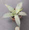 Portal Cool Agave Parryi Sp. Parryi Resistenza - 15 ° A nten