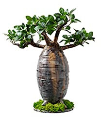 Topfpflanzen Künstliche Baobab-Pflanze Große künstliche gefälschte Grünpflanze Home Office Hotel Dekoration Grün Pflanze Topfpflanze (Size : A)