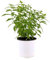 Planta para Infusiones | Hierbaluisa | Planta Viva | Planta Natural