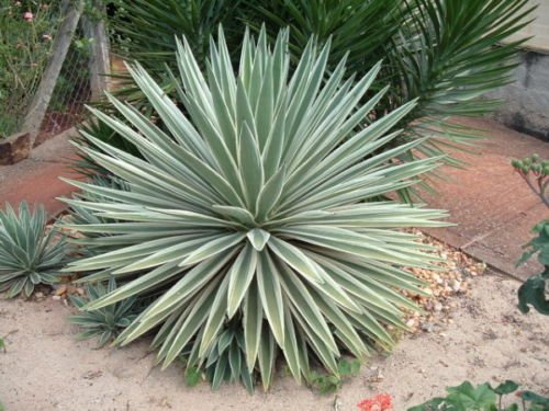 5 semi di Agave angustifolia marginata VARIEGATI AGAVE SEMI esotiche