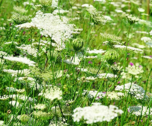 Wilde Möhre – Daucus carota subsp. carota – Zweijährige Wildpflanze Kaltkeimer, Lichtkeimer – 10000 Samen