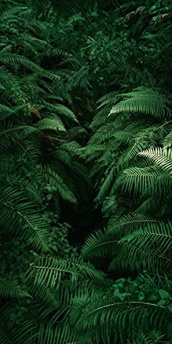 wandmotiv24 Türtapete Farne, Pflanzen, Urwald, Dschungel, Grün 70 x 200cm (B x H) - Dekorfolie selbstklebend Sticker für Türen, Türfolie, Aufkleber, M1361