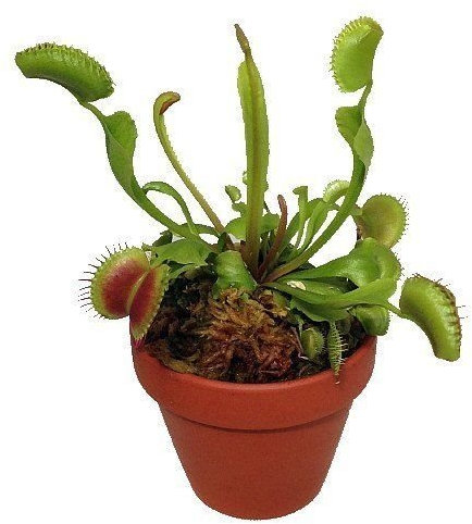 Semillas Semi di Germinazione: Planta Venus Fly Trap - Comer carne - Dionée - Semillas de maceta de 3 pulgadas