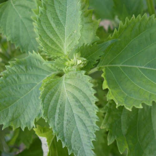 Perilla frutescens - Semillas de Perilla Verde - Spg - Semillas