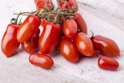Tomate San Marzano Italienische Flaschentomate 10 Samen