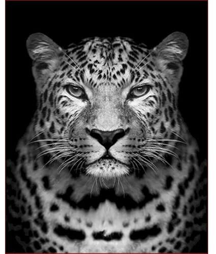 TOCAVE Peindre par Nombre Peinture par numéro Set de Bricolage Décoration à la Maison Noir et Blanc Toile Animaux Peinture à la Main Art Cadeau 40x50cm