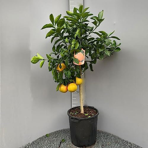SAVINI VIVAI Pomelo-Pflanze, Zitrusbaum, Pomelo mit rotem Fruchtfleisch, Chandler im 35 cm Topf, Höhe 150–180 cm, 6–7 Jahre Veredelung, hergestellt in Italien