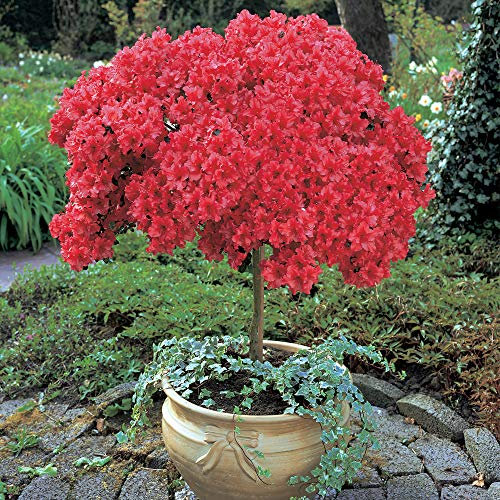 Azalea Standard Shrub Mini Tree Low Maintenance Evergreen Plant Baring Red Spring Flowers 1 x or 2 x Azalea Japonica Standard Tree in a 2 Litre Pot (60-80cm Tall) by Thompson & Morgan (1)