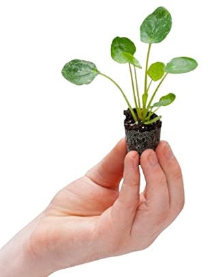 PLNTS - Baby Pilea Peperomioides Sugar® (Ufopflanze) - Zimmerpflanzen, Pflanzen Echt, Nachhaltige Verpackung - 2cm Stecklinge - Höhe 15cm - Direkt von der Gärtnerei