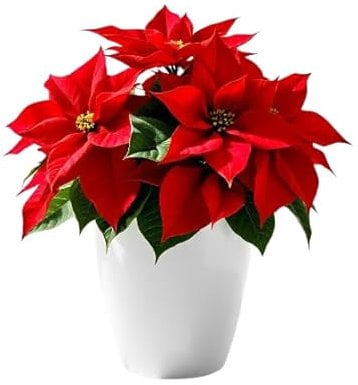 SMPLY. | Flor de Pascua Poinsettia |Planta Natural de Navidad Euphorbia pulcherrima |Ideal para el Hogar o para Regalar | Maceta Ø17 cm, 50-60cm Alto
