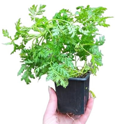 Artemisia Annua PREMIUM Planta Medicinal con Muchas Propiedades