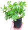 Artemisia Annua PREMIUM Planta Medicinal con Muchas Propiedades