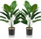 Lighterday Lot de 2 plantes artificielles d'intérieur - 80 cm - Plantes décoratives en plastique pour bureau, maison, intérieur et extérieur (2 pots de bananier artificiel)