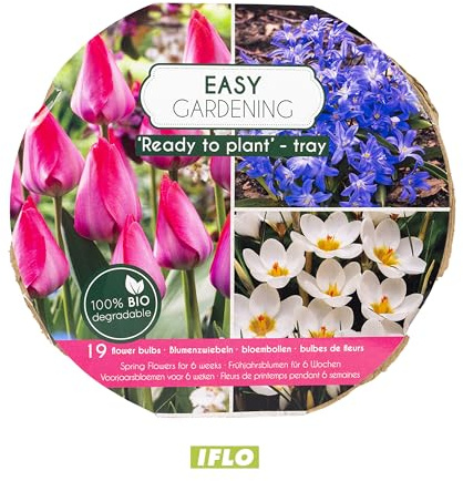 IFLO® Blumenzwiebeln Mix Bio Pflanzschale – Frühjahrsblumen Zwiebeln Frühblüher Tulpen Narzissen Krokusse – Ready to Plant – Winterharte Garten Pflanzen & Balkon Geschenkidee (ROSA)