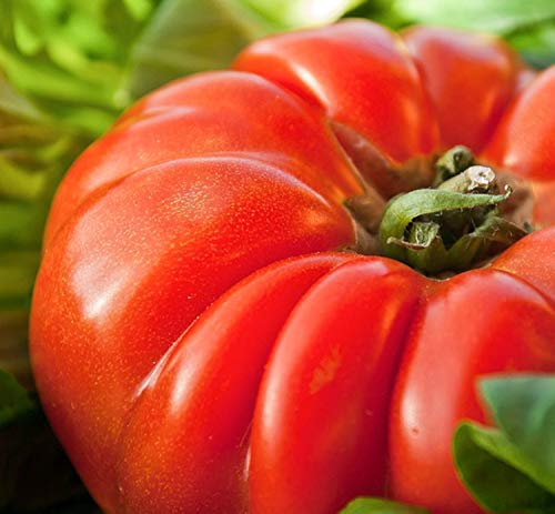 30 Marmande -Tomatensamen - alter Gemüsegarten - reproduzierbare Bauernsamen - Aussaat