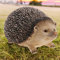 MIJOMA Zauberhafte Igel Dekofigur für Garten und Balkon, Wetterfestes Polyresin, 20cm - Charmante Gartendekoration