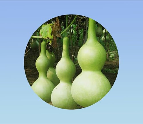 35 Graines de Courge Pélerine (Lagenaria siceraria) pour gourdes ou décoration - Facile à cultiver