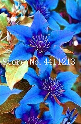 Ponak Neue 100 PC Clematis Blumensamen 100 Stück für schönen Garten blau 4