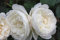 Englische Rose William & Catherine ® (Container)