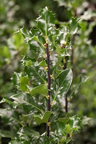Stechpalme 'Blue Angel' 175-200 cm Topf Ilex meserveae winterhart immergrün