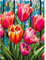 AIRDEA Tulipe Peinture Numero Adulte, DIY Kit Activité Manuelle Peinture Acrylique, Vitrail Peinture par Numero Adulte avec Pinceaux et Acryliques pour la Décoration Maison 30x40 cm (Pas de Cadre)