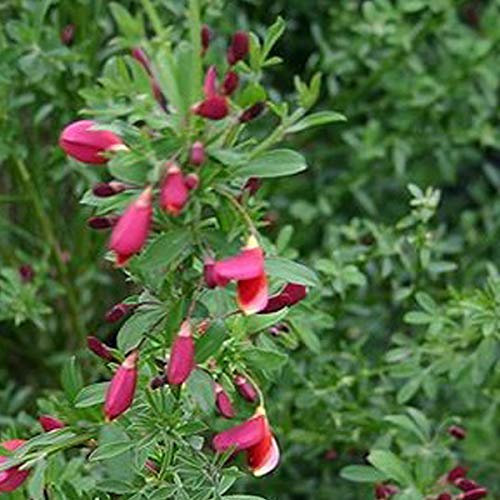 2 x Cytisus 'Burkwoodii'- Genêt 'Burkwoodii' 40-60 cm en conteneur