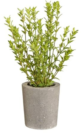CREATIV green künstlicher Thymian im modernen Zementtopf mit Moos bedeckt I unechter Thymian 35cm I Kunststoff Kräuter im Topf I Moderne Küchenkräuter künstlich I hochwertige Dekopflanzen Küche