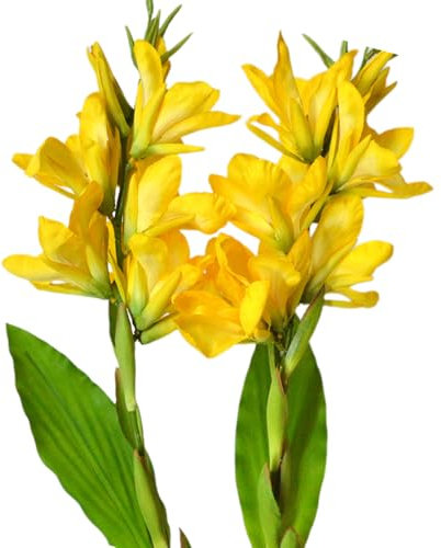 Künstliche tropische Canna-Lilie, Seide und Eisendraht, 108 cm lang, 2 Stück, ideal für private und gewerbliche Dekoration, symbolisiert Schönheit und Glück (gelb)