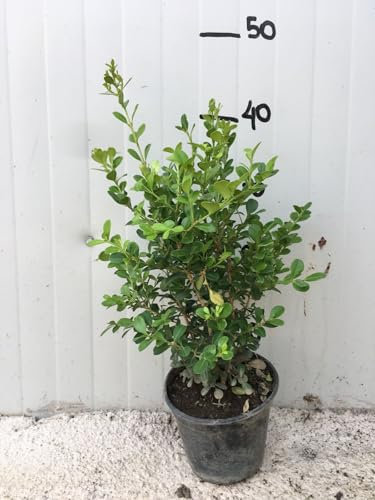 50 PIANTE Bosso Buxus Boxus rotundifolia vaso 14cm