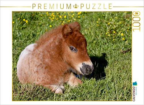 CALVENDO Puzzle Liegendes Pony-Fohlen | 1000 Teile Lege-Größe 64 x 48 cm Foto-Puzzle für glückliche Stunden