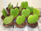 Pianta Cuore Hoya kerrii
