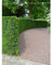 Gemeine Eibe Taxus baccata 100-120 cm. Angebot: 12 Heckenpflanzen. Eibenhecke