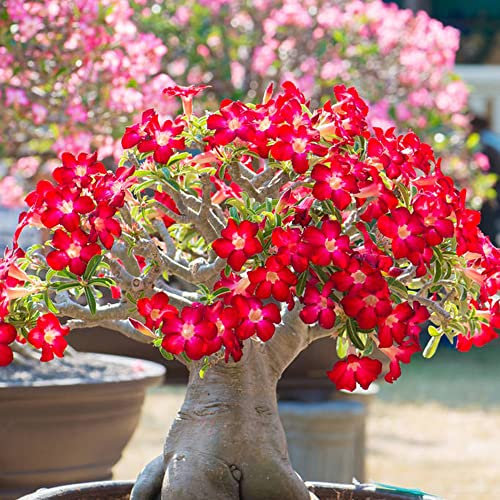 Rosa Del Desierto Planta Natural - Planta Viva De Crecimiento Rápido - Suculentas Naturales Raras, Rosa Del Desierto Semillas/Semillas De Rosa Del Desierto, Semillas Flores - 15 Piezas
