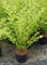 Ligustrum ovalifolium Aureum - Goldliguster Stückzahl 5
