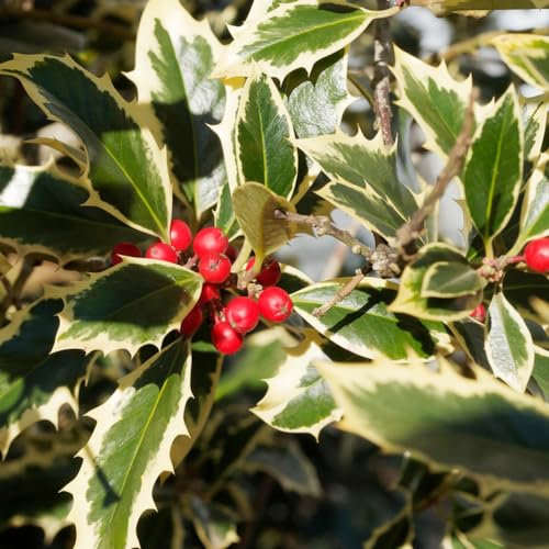 150 pcs stechpalme baum samen bienenweide saatgut blumenwiese samen bäume wildblumensamen mehrjährig winterhart winterharte stauden mehrjährig exotische pflanzen winterfeste pflanzen
