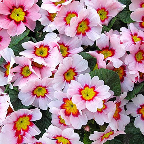 Primeln Pflanze Samen 250 Rosa Primel Blumensamen Blumenwiese Samen Balkon Blumen Bodendecker Winterhart MehrjäHrig FrüHlingsblumen Schnittblumen Samen