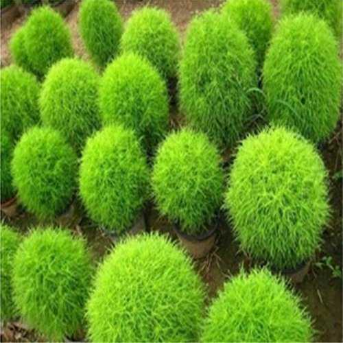 di semi di cipresso estate, Kochia piantine di ginestra pavone di pino - 100 pc/lotto
