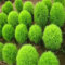 di semi di cipresso estate, Kochia piantine di ginestra pavone di pino - 100 pc/lotto