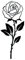 Faux Tatouage ROSE - Temporalis® | Tatouage Ephemere Femme et Homme – Cosmétique Certifié UE, Encre Vegan & Waterproof – Dure 1 à 2 semaines [ Tattoo Rose ]