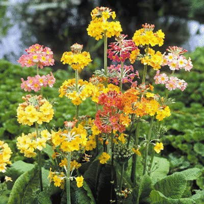 Buy4seeds 80 Seeds Primula Candelabra Mix Useful Easy for Grow Garden