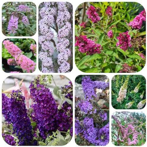 semillas de arbusto de mariposas, árbol de mariposas plantas para lugares soleados buddleia, arbusto de las mariposas plantas resistentes para el jardín flores decorativas resistentes 85pcs