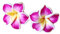 Ohrstecker Frangipani Blüten pink weiß gelb Ohrringe Stecker Blumen Juvelato