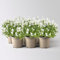 Glockenblume 'Get Mee'®, weiß, Topf-Ø 10,5 cm, Höhe ca. 15 cm, 6er-Set