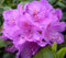 Rhododendron Hybride  Catawbiense Grandiflorum  Alpenrose 70-80 cm hoch Pflanze lila Blüte