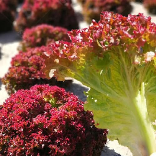 salatsamen, pflücksalat, hochbeet seltene grünpflanzen geschenke für gartenfreunde winterharte garten 100pcs