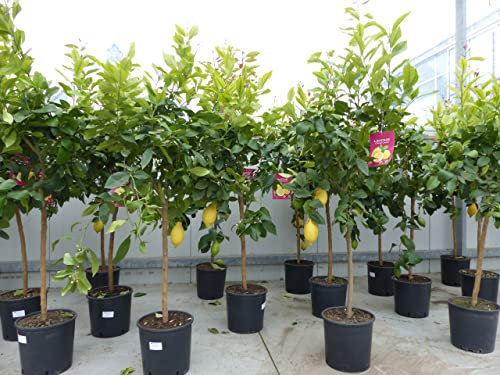 gruenwaren jakubik Zitrus Zitronenbaum Zitrone Citrus limon 140-160 cm Zitruspflanze