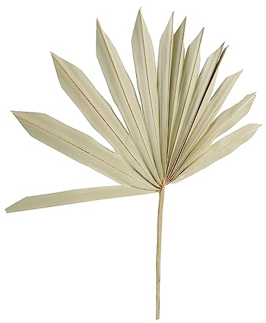 Warmhm Cattail Fan Immortalized Flowers Natural Dried Palm Leaf for Wall Hanging Decor and Flower Arrangement Material