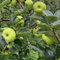Apfelbaum Samen, Malus pumila, ausgefallene geschenke samen alte sorten obstbäume kaufen apfelbaum winterhart winterharte pflanzen für kübel säulenobst winterhart balkonpflanzen 20pcs