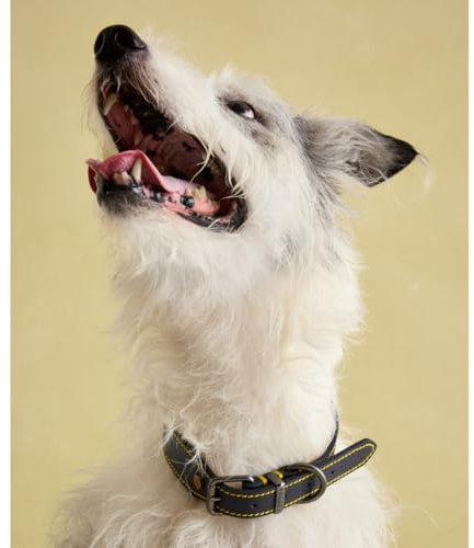 Joules Rosewood Joules Hundehalsband, Leder, Marineblau, Größe M